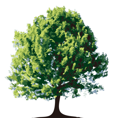 Decidous Tree PNg Realistic PNG Image with Transparent