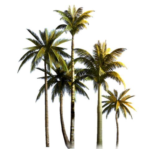 Coconut TreeSilhouette Vector Art Ground Image Free Download