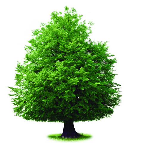 Clipart Green Tree PNG Free Transparent