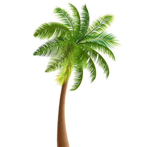 Green Palm PNG Tree Free Transparent