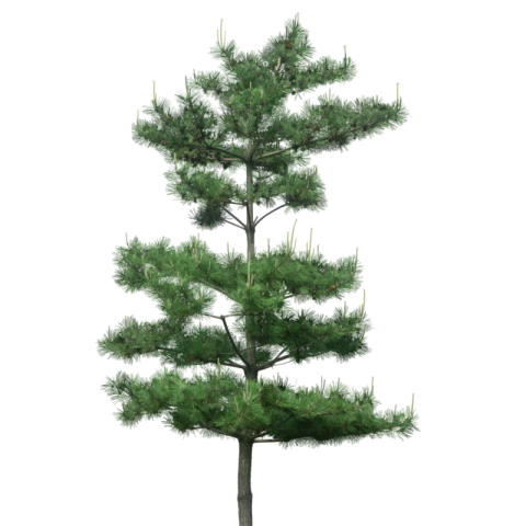 Free Editiable PNG Tree Free Transparent