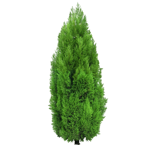 Free Download Green Bush Tree Image
