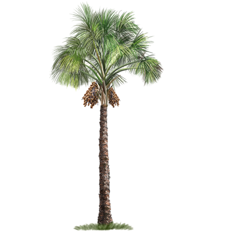 High Quality Tree PNG Free Image PNG Clipart