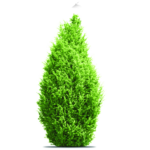 Green Bush Tree PNG Download