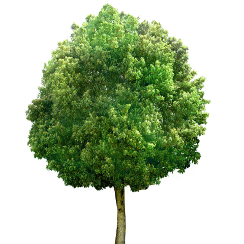 IStock PNG Tree Free Download
