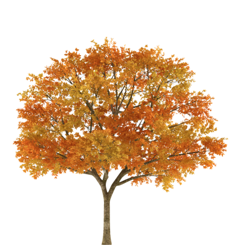 Fall Tree Cute Clipart Illustartion Transparent PNG Download  (1)