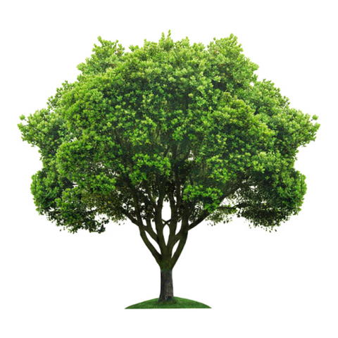 Free Download Transparent tree
