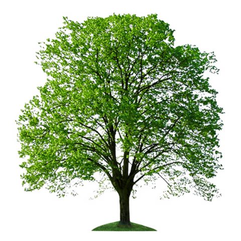 Free PNG Vector Graphic Tree Image Background  (1)