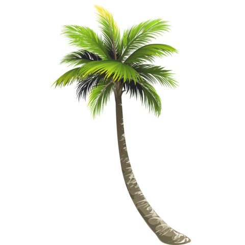 Palm Tree Clipart PNG Free Transparent PNG Logo (2)