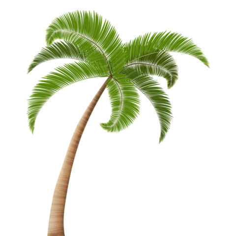 PNG Image Palm Tree Free Transparent PNG Vector Stock  (2)