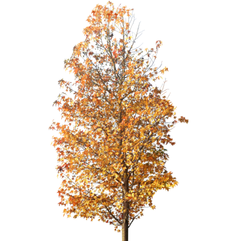 PNG Fall Tree Cute Clipart Illustartion Transparent Download
