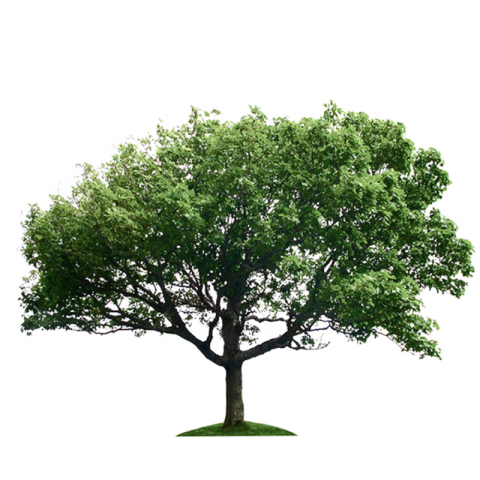 PNG png tree Image