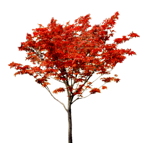 Lovepik Red Tree PNG Image Free Transparent