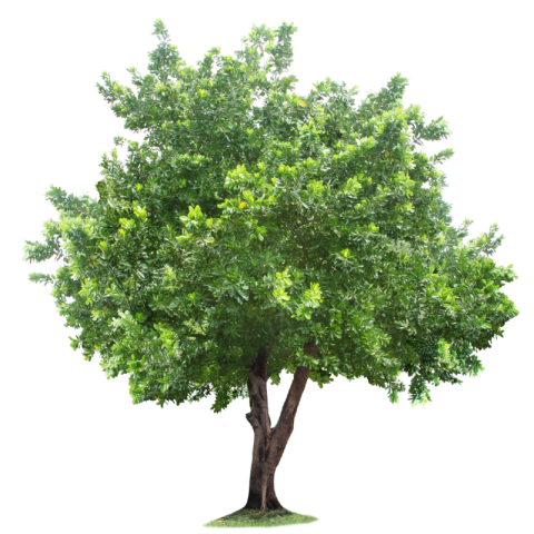 Oak Tree Clipart Free Downloaded