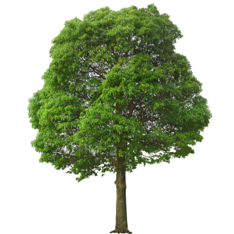 Plan Tree PNG Transparent