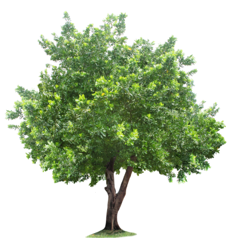 Tree PNG Image Download Resources with No Background