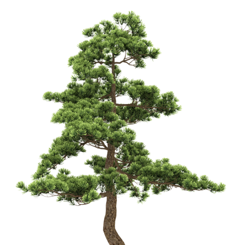 Vector Tree PNG Free Download