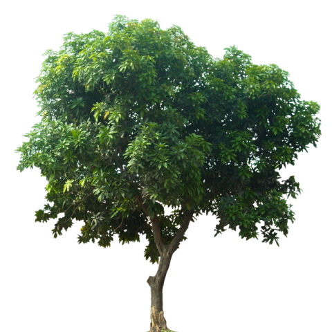 Tree PNG Vector Stock Free Trasnparent Background