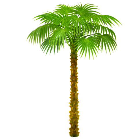 Stock clipart Coconut Tree Clipart PNG Transparent Background