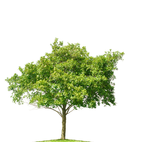 PNG Tree Free Image with Transparent