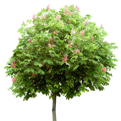 Stock Tree PNG Free Download