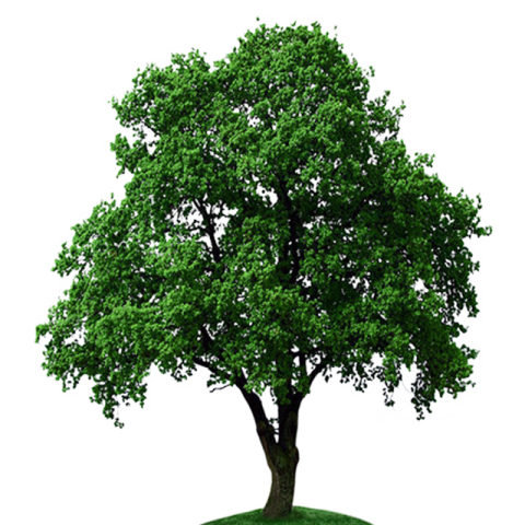 Silhouette Tree PNG With Transparent Background