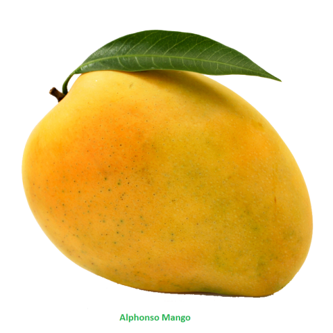 Big Yellow Mango Delicious Taste PNG Mango Picture Free Download