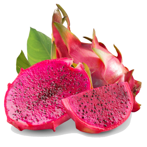 Royalty Free Clipart Vector PNG Image Red dragon fruit Hylocereus undatus Pitaya Fruit Eating Food PNG Picture Free Download