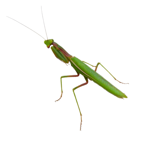 Download Free Insect Mantis Animal Image  PNG Transparent background