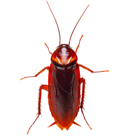 Cockroach PNG Vector PSD And Clipart With Transparent Free Download Image