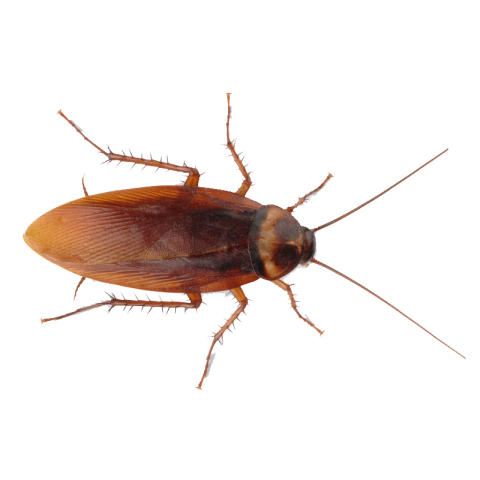 German Cockroach PNG Photo Free Transparent Download