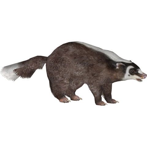 Badger isolated On a Transparent Background PNG Image Free Download