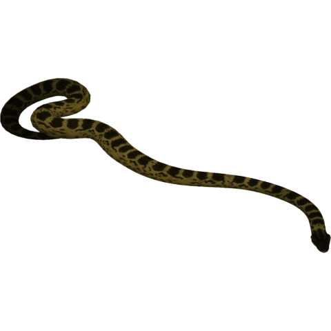 Black Snake PNG Transparent Background Free Download