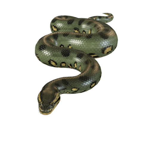 Download Anaconda PNG Image Free Transparent