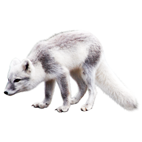 Download Arctic Snow Fox PNG Image Free Download