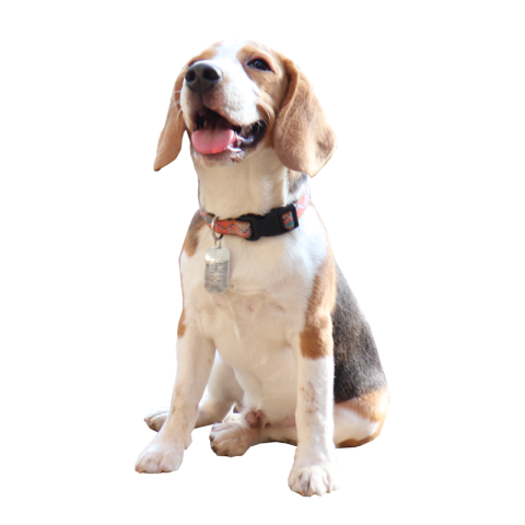 Cute sitting beagle dog Free PNG