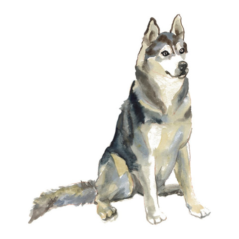 The Husky dog portrait