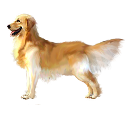 Golden haired dog side hand painted elements PNG Free