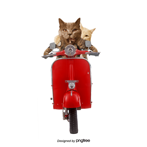 Motorcyclist cat PNG Download