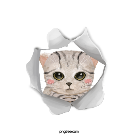 Pet cat PNG Free Download