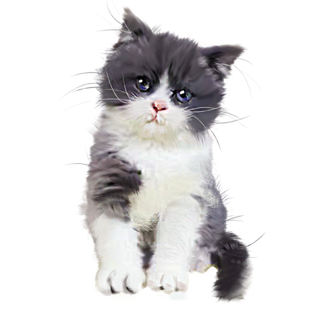 Cute grey kitten hand painted illustration PNG free