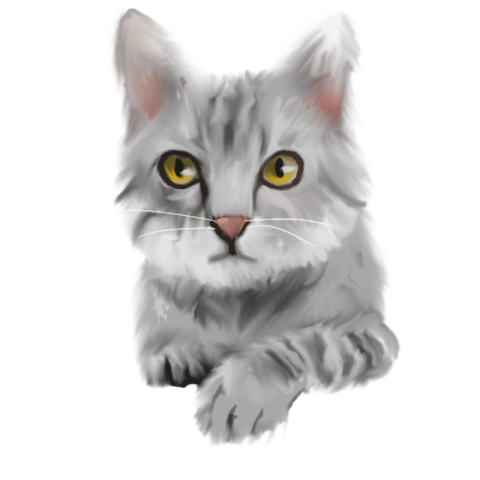 Gray cat lovely smart cat Free Download PNG