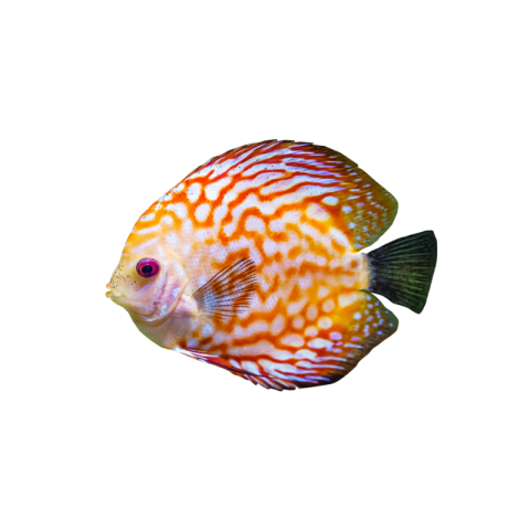 Cute discus fish PNG Download