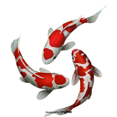 Three carps in red and White PNG Download