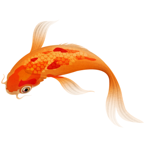 Orange spotted koi fish PNG Download Free