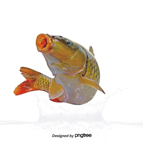 Hooked fish spray PNG Image