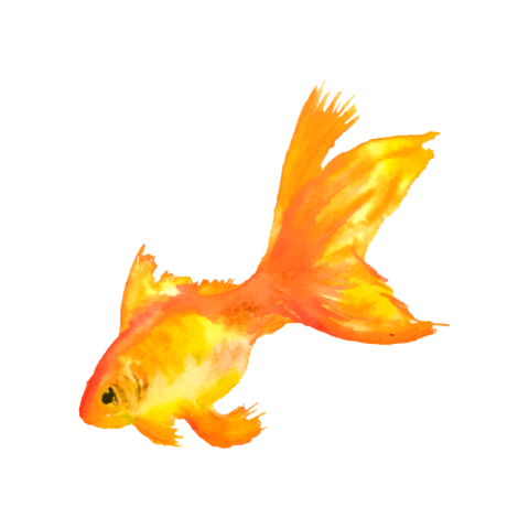 Watercolor gold fish PNG Download