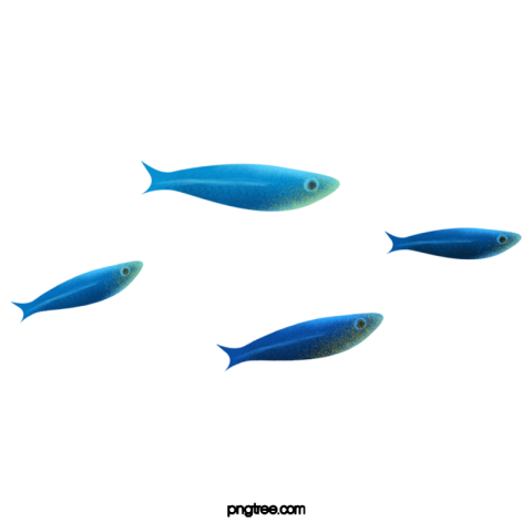 Blue marine life swimming fish PNG Free Image