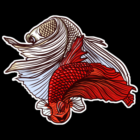 Duel betta fish illustration PNG Free Download