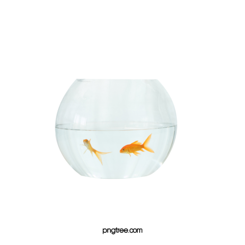 White transparent goldfish fish tank Download Free PNG